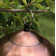 Evanoff Metal Hanging Tube Bird Feeder