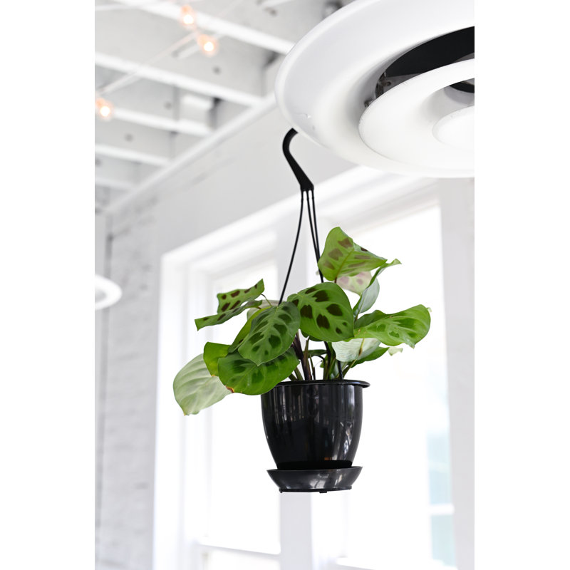 Mint Green Prayer Plant with Reddish Brown Tracks in Black Hanging Pot