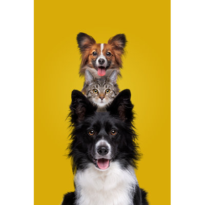 " Two Dogs, One Cat "