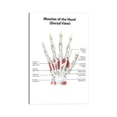 Digital Illustration Of Muscles Of The Hand, Dorsal View (No Labels) by Alan Gesek - Wrapped Canvas Graphic Art