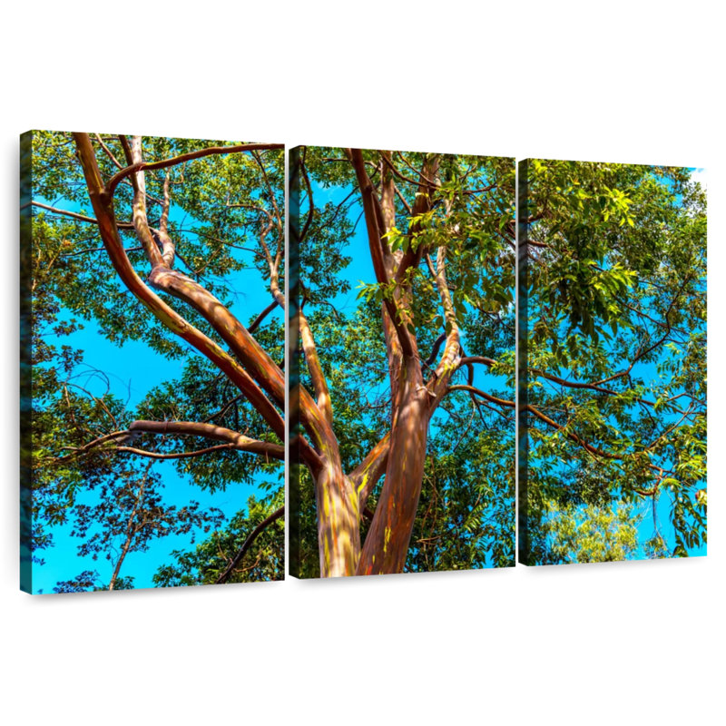 Eucalyptus arc-en-ciel Alvord, H 32 po x l 50 po