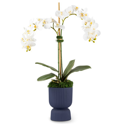 Orchidée fonctionnelle avec piédestal Realtouch Beauty