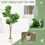 150cm Plant