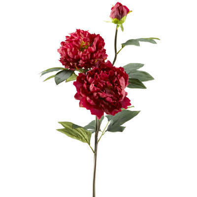 Tige de pivoine