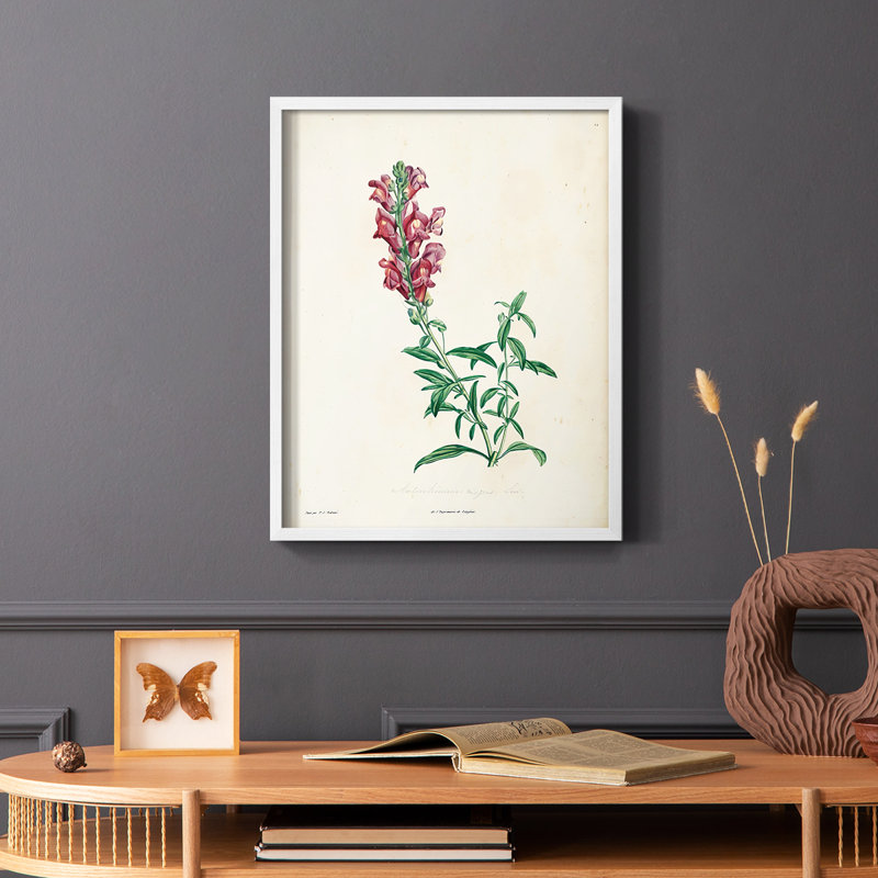 «Traditional Botanical I», reproduction encadrée - bois massif, Blanc, H 14 po x l 11 po