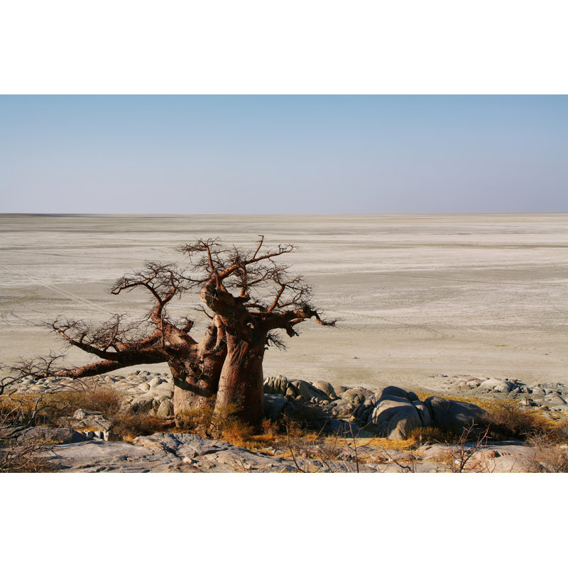 Baobabs On Kubu Island by Estivillml - Wrapped Canvas Print, 30cm H x 46cm W x 3.8cm D