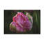 "Tulipe rose exotique" sur toile-105644526