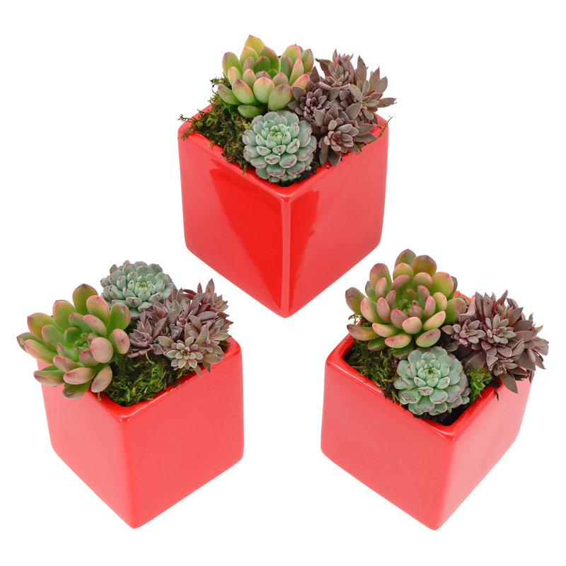 Ealy Ceramic Wall Planter, Red