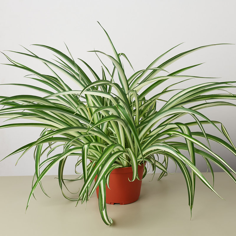 House Plant Shop Live Foliage Plant Low Maintenance Plant Rattan