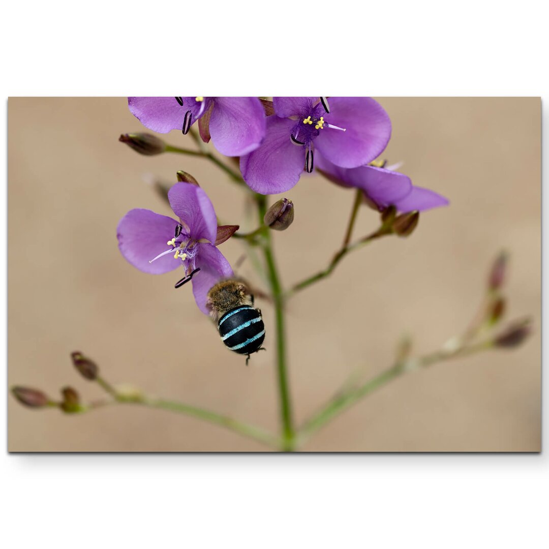 Leinwandbild Australische Wildblume mit Biene – Nahaufnahme