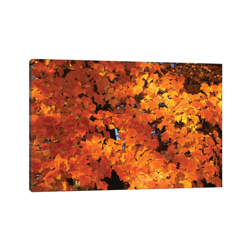 Orange 1 Piece Wrapped Canvas Wall Art, 66.04 cm H x 45.72 cm W x 3.175 cm D