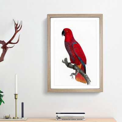 An Eclectus Parrot by F. Levaillant - Single Picture Frame Painting