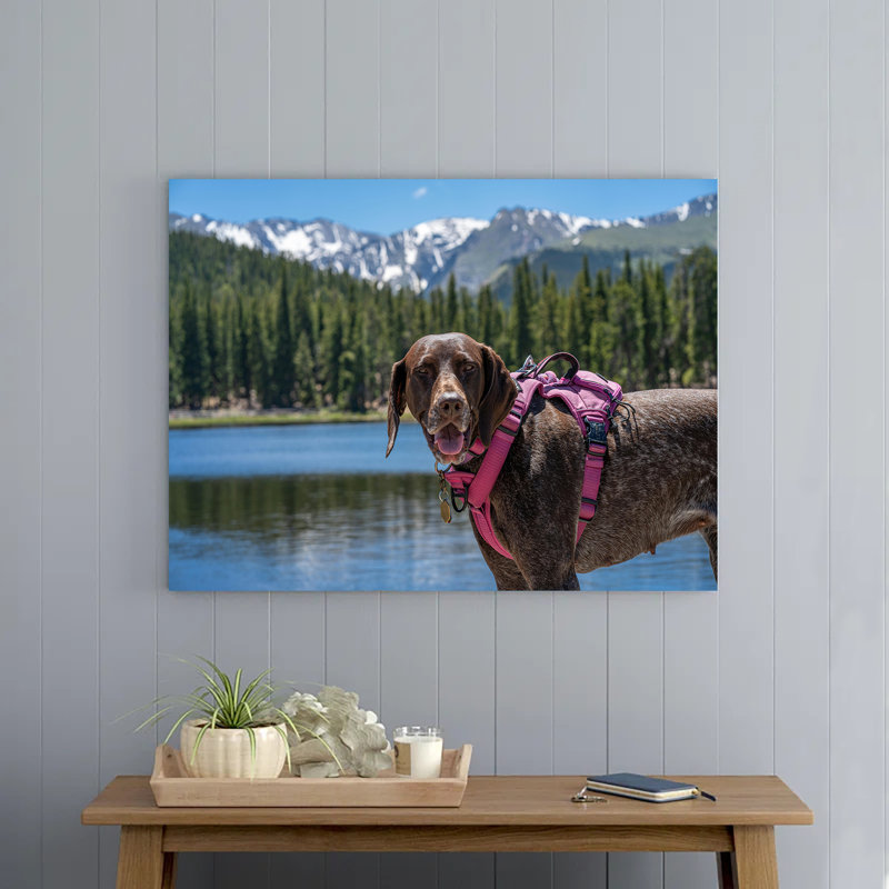 Portrait of a Brown Dog Wearing a Harness Standing on a Lakeshore, 16" H x 24" W