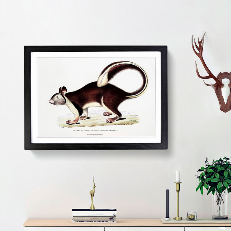 Large-Tailed Squirrel Illustration by John Edward Gray - Picture Frame Painting Print, 48cm H x 65cm W x 2cm D, Black Framed