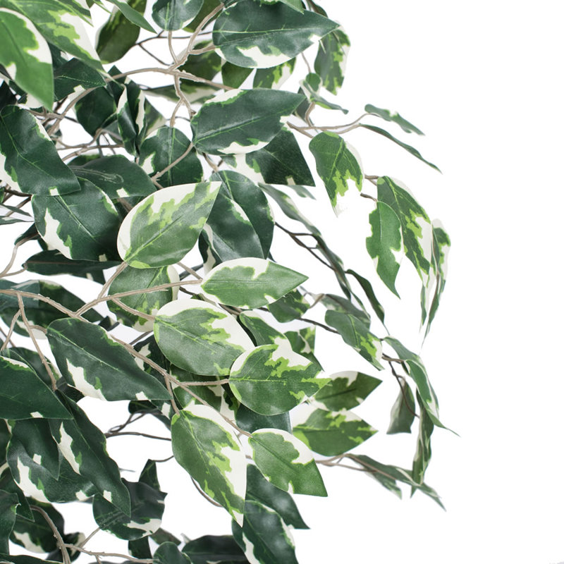 Ficus panaché économique naturel en pot économique
