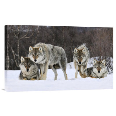 " Gray Wolf Group, Norway "