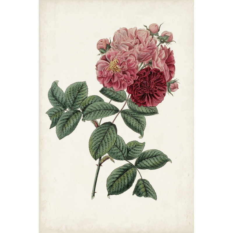 Vintage Rose Clippings III - Painting, 46cm H x 30cm W, Black Floater Framed