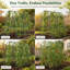120cm H x 120cm W Arched Trellis