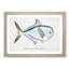Illustration of a Rays Bream Fish by F.E. Clarke - Picture Frame Graphic Art Print-55579716-55579721