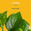 Golden Pothos Devil's Ivy in Ceramic Planter