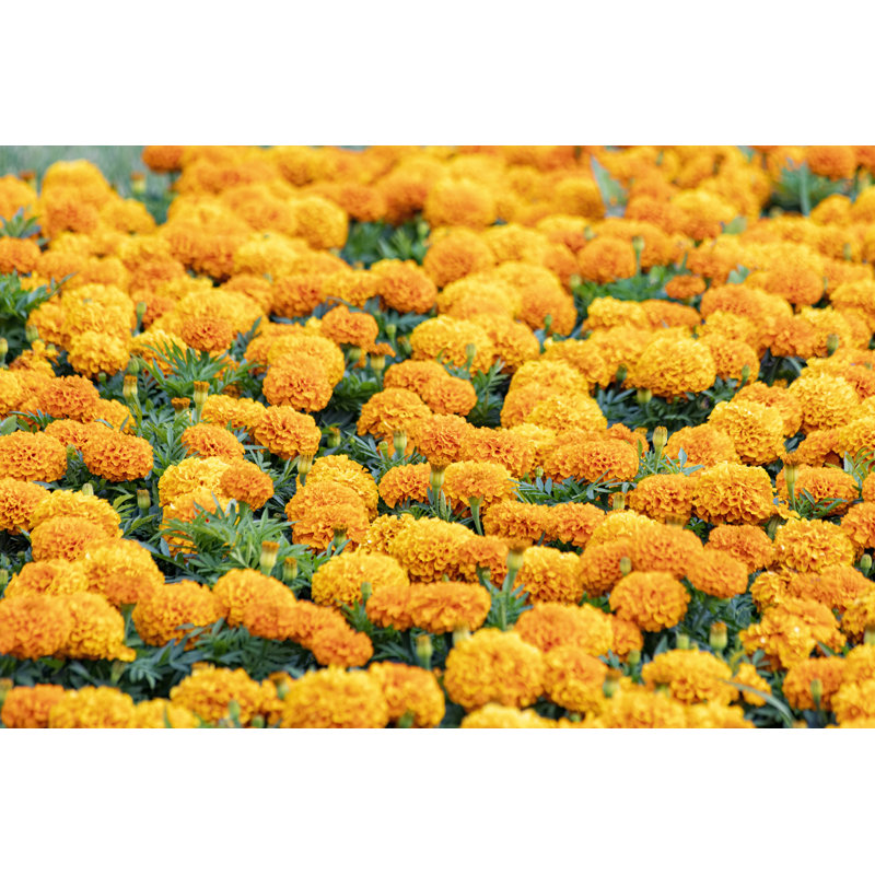 Souci commun, calendula officielle - Photographie sur toile tendue, H 8 po x l 12 po