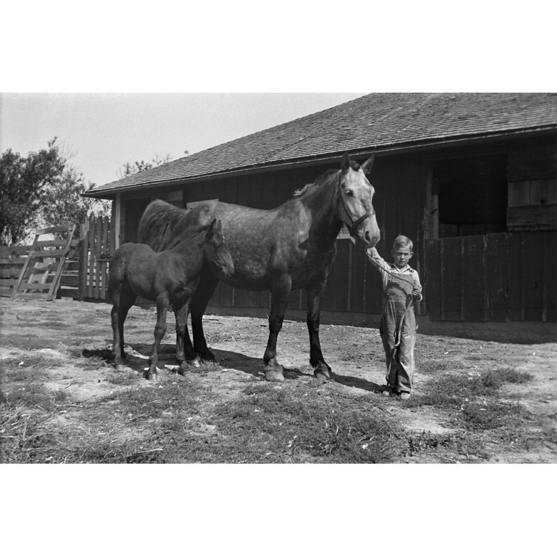 «Farm Boy with Mare» par Nnehring, H 20 po x l 30 po
