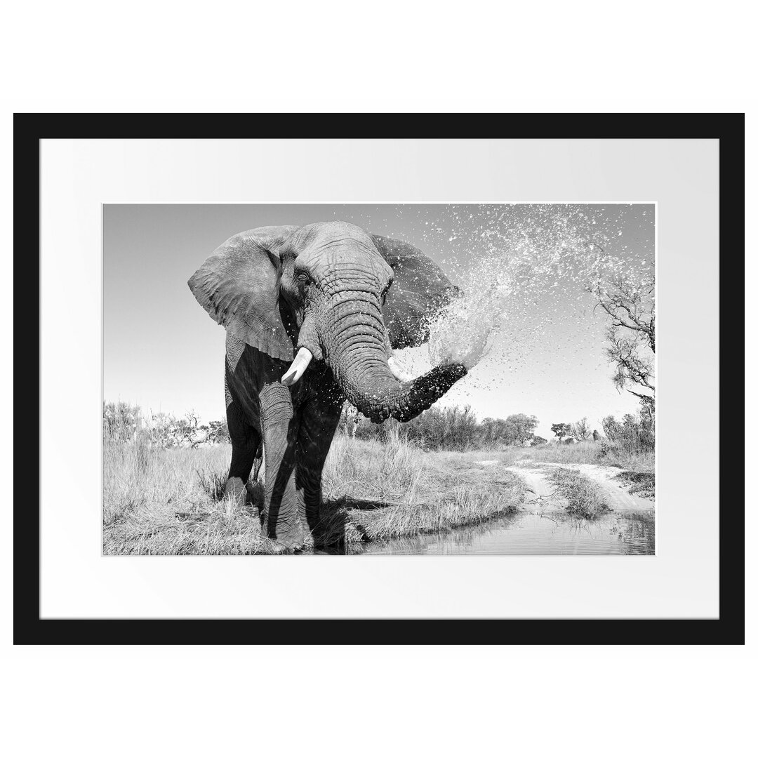 Gerahmtes Poster Elefant Spritzt mit Wasser