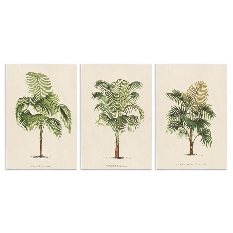 Les Palmiers Botanical Trio, ensemble de 3 reproductions d'art sur plaques murales, H 15 po x l 10 po