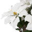Arrangement de poinsettias-92906967-92906963-92906962