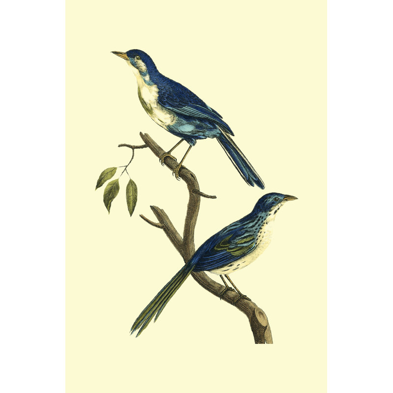 Vintage Bird Pair II by Levaillon - Wrapped Canvas Print, 122cm H x 81cm W x 3.8cm D