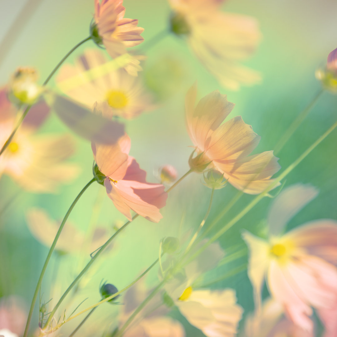 Bentsworth Flowers Cosmos von Aleksey Sagitov - Leinwanddrucke auf Leinwand