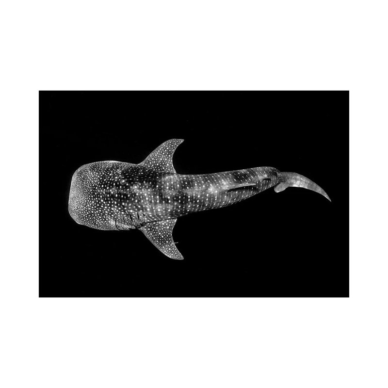 Whale Shark Ningaloo Reef by Jordan Robins - Wrapped Canvas Print, 101.6 cm H x 66.04 cm W x 1.91 cm D