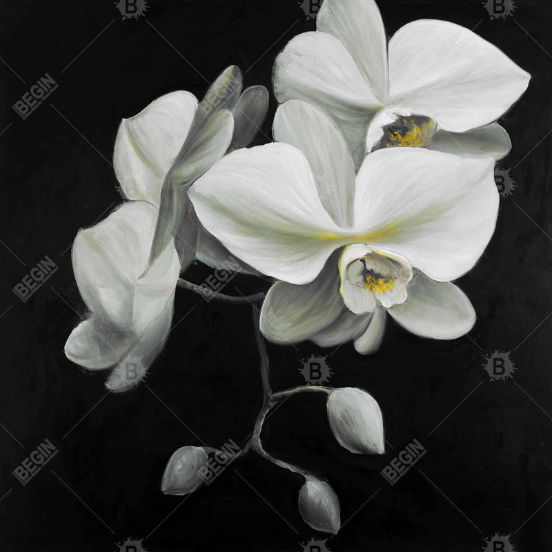 "Orchidées blanches"