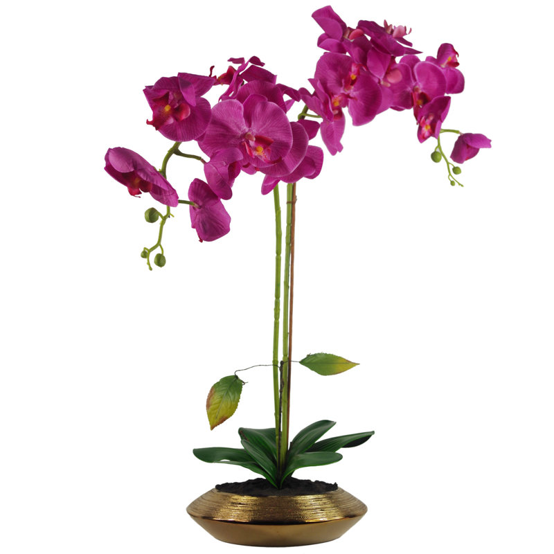 Anneus 70cm Plant