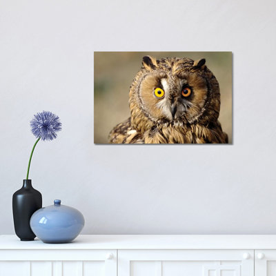 Owl 1 Piece Wrapped Canvas Wall Art