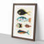East Indies Fish Illustrations Fol. 22 by Louis Renard - Picture Frame Painting Print-55547356-55547361