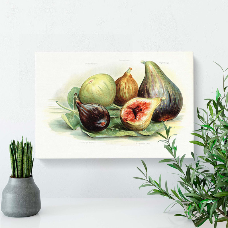 Vintage Illustration of Figs - Wrapped Canvas, 60cm H x 91cm W x 3cm D
