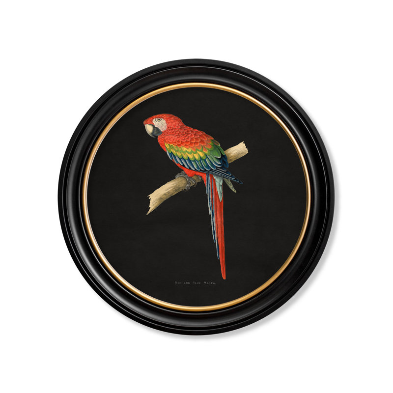 Red & Blue Macaw by Mid-1800s - Single Picture Frame Print on Archival Matt 230gsm Paper, Black