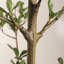 Olive artificielle 7 pi avec pot en plastique GETET
