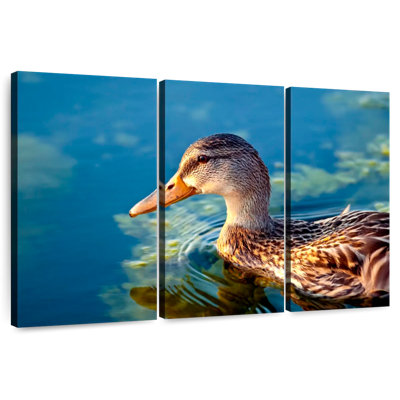 Mallard Duck On Water