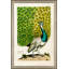 Peacock II Print