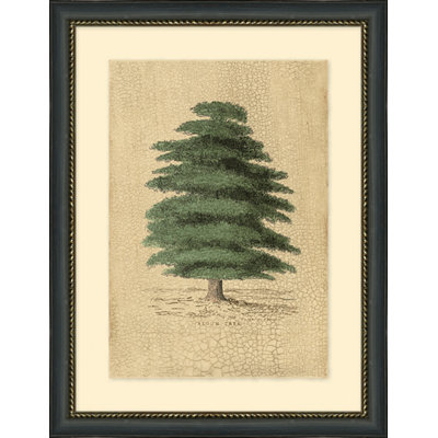 Algum Tree Print