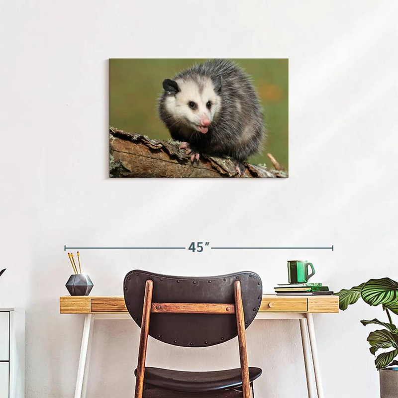 Brampt Angry Opossum, 20" H x 30" W