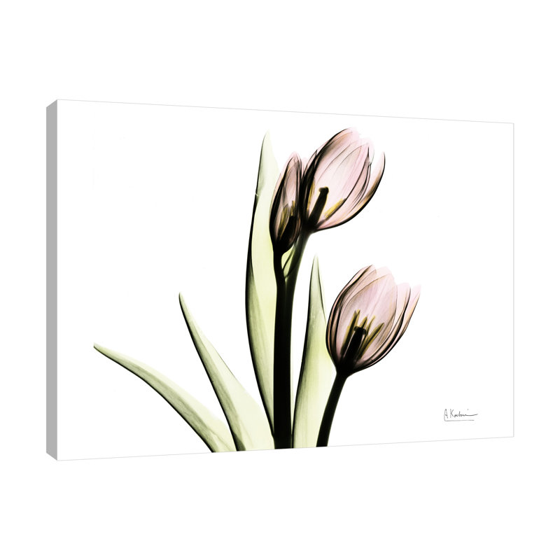 Tulip Love H37 - Wrapped Canvas Print, 30 cm H x 41 cm W