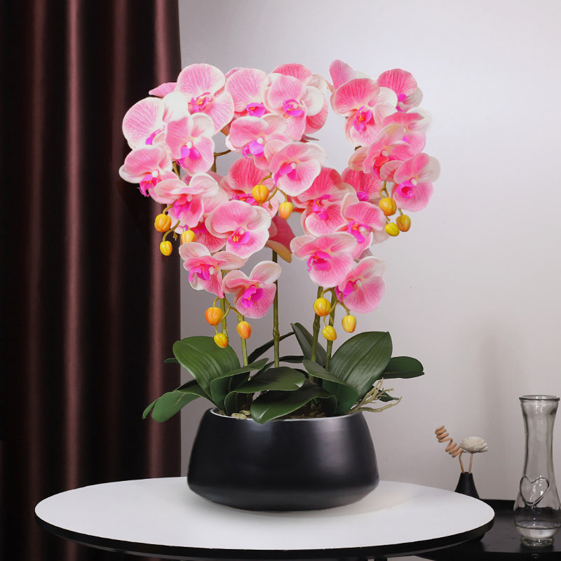 Orchidée papillon