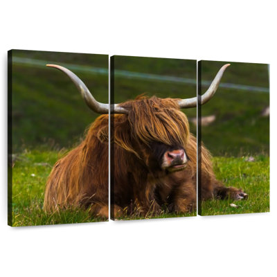 Brampt Highland Cow sur herbe
