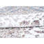 Intricately Oriental Area Rug-1816392612