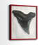 «Watercolor Sharks Tooth I», reproduction encadrée de qualité supérieure - prête à être accrochée - aucun clou requis - aucun clou requis-1951919634-1951919635