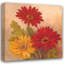 Gerber Daisies I-543261397