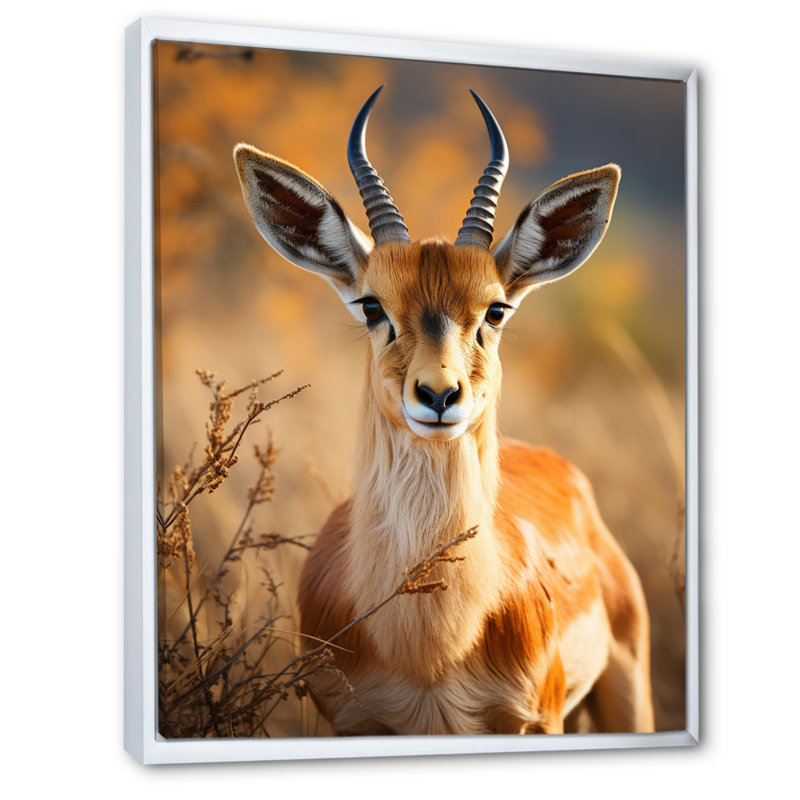 Antilope Kendon, photo I - impression, H 32 po x l 16 po x P 1 po, Cadre flottant blanc